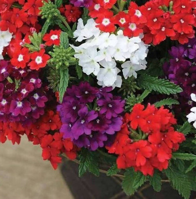 Quentova Verbena Ideal Florist Mix-NCS-10F Seed(75 per packet)