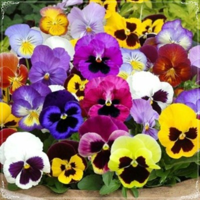 OGIVA Mixed Color Pansy Seed, Flower Seed(500 per packet)