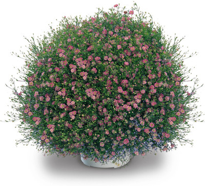 XOLDA Exotic gypsophila Seed(18 per packet)