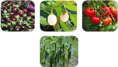 CHILLATAI Combo Vegetable Seeds 4 Variety Tomato, Chilli, Brinjal Purple, Brinjal White Seed(4 per packet)