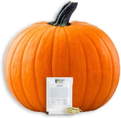 Qualtivate RES-9A Big Max Pumpkin for Planting Seed(50 per packet)