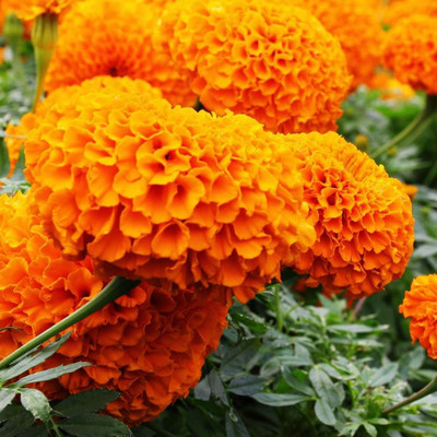 Seedsqlty marigold flower seeds, high germination (100 seeds) Seed(100 per packet)