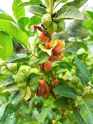 BDSresolve ashwagandha seeds for plantation Seed(29 per packet)