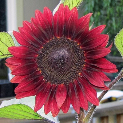 ARTA Red Sunflower Seeds For Planting Seed(21 per packet)