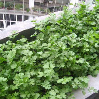 CYBEXIS Hybrid Multicut Coriander Seeds700 Seeds Seed(700 per packet)