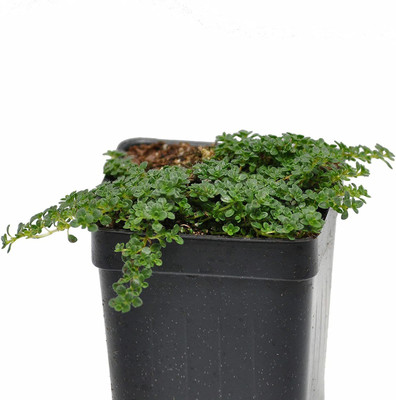 CYBEXIS NDIR-85 - Thymus serpyllum Elfin Thyme - (150 Seeds) Seed(150 per packet)