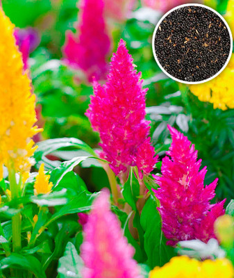 Seedsilk Hybrid Celosia Mix Colour Flower Seeds Seed(100 per packet)