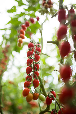 Greenery Seed Retail tomato Seed(145 per packet)