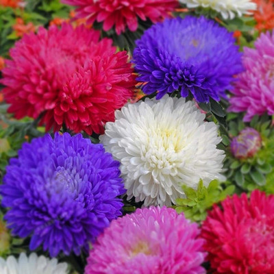 CYBEXIS PUAS-9 - Rare Chrysanthemum Flower Plant - (270 Seeds) Seed(270 per packet)