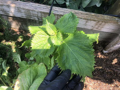 CYBEXIS VVI-89 - Shiso (Perilla) - (750 Seeds) Seed(750 per packet)