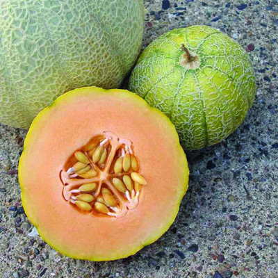 WILLVINE PUAS-367 Minnesota Midget Cantaloupe Mini Musk Melon Seed(200 per packet)