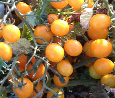 CYBEXIS Tomato Orange Berry Cherry Vegetable Seeds2000 Seeds Seed(2000 per packet)