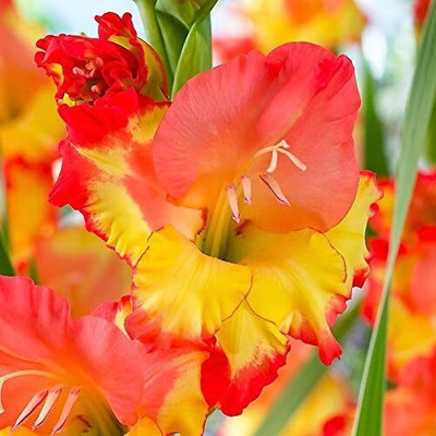 CRGO GLADIOULUS Seed(30 per packet)