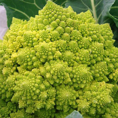 CYBEXIS Romanesco Broccoli Seeds 2000 Seeds Seed(2000 per packet)
