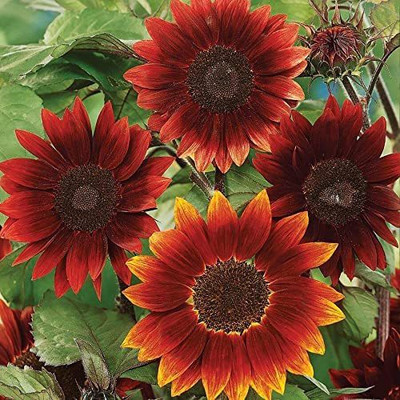 CYBEXIS LXI-22 - Rouge Royale' Sunflower - (1350 Seeds) Seed(1350 per packet)