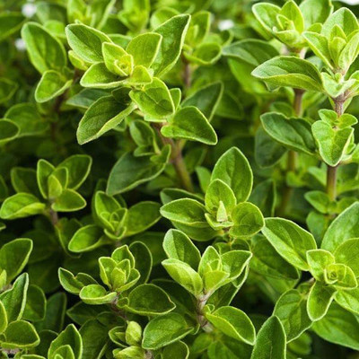 CYBEXIS XL-29 - Greek Oregano - (1350 Seeds) Seed(1350 per packet)