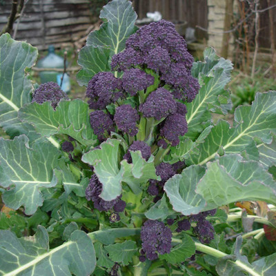 CYBEXIS F1 Hybrid Organic Purple Early Sprouting Broccoli1000 Seeds Seed(1000 per packet)