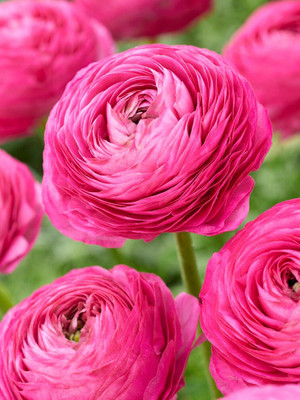 Epazo Imported Ranunculus Mix Color Flower Bulbs For All Season Gardening Seed(3 per packet)