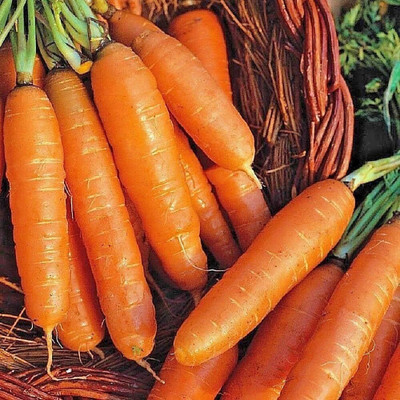KNESSiN Carrot Amsterdam Forcing Seed(300 per packet)