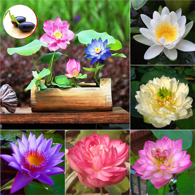 DEYS AGRO ™ night lotus seeds for home, blooming Seed(5 per packet)