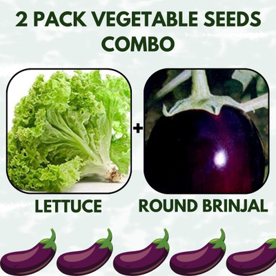 Infiniteseeds 2 Pack Combo Of Lettuce And Round Brinjal Vegetable Seeds Seed(50 per packet)