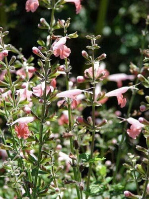 Qualtivate KXL-9AT Coral Nymph Salvia Hummingbird Sage Seed(100 per packet)