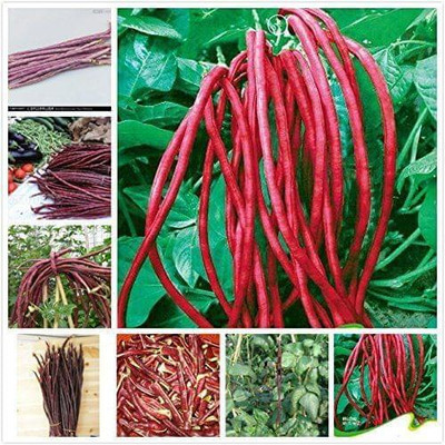 MOONQULTY Red Cowpea Vegetable Seed(46 per packet)