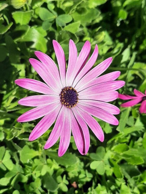FEVESTA Organic Dimorphotheca Flower Plant Seed(100 per packet)
