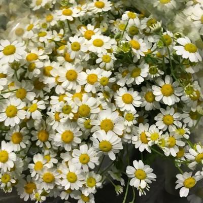 Mozette Daisy white flower Seed(28 per packet)