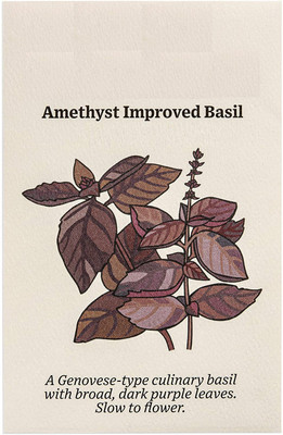 Qualtivate PAU-95 Opal Basil(Ocimum basilicum) Seed(1000 per packet)