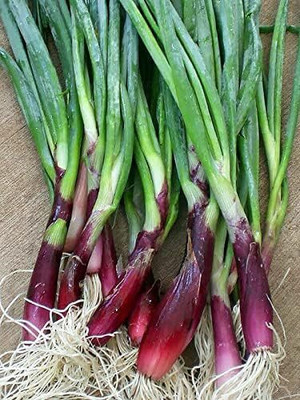 KNESSiN Open-Pollinated Red Bunching Onion Seeds for Home Gardening-(2400 Seeds) Seed(2400 per packet)