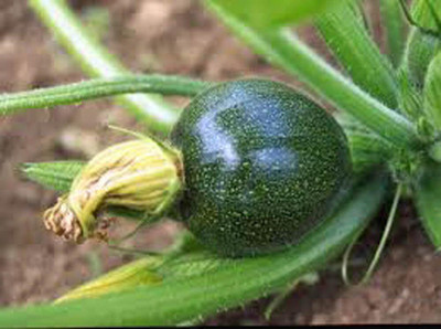 KNESSiN Heirloom Round Squash Seeds For Kitchen Gardening - (500 Seeds) Seed(500 per packet)