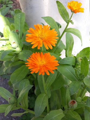 Quentova Calendula orange flower-VOX Seed(40 per packet)