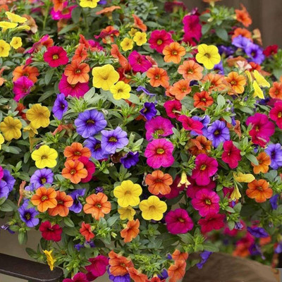 the green dotcom Petunia flower seeds/Basket flower seeds mix colour Seed(115 per packet)