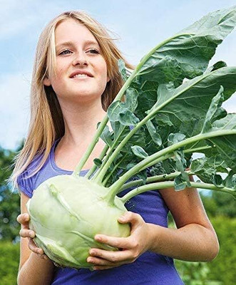WILLVINE PAU -XIII Kohlrabi Giant Biennial Seeds [2.5g] Seed(750 per packet)