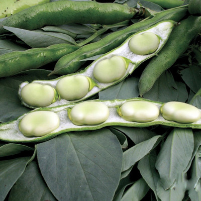 WANCY Broad Bean 'Aquadulce' Seed(40 per packet)