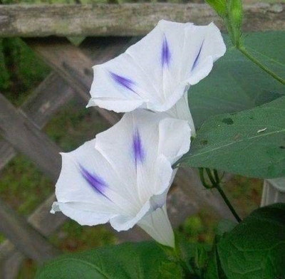 ZIXA Ipomoea Purpurea Shiva Seed(40 per packet)
