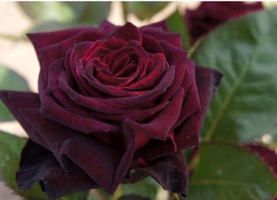 greenfarm NXV- Fragrant Rose Flower Seeds/Gulab Seeds , 70 X Seeds ,mmm9 Seed(70 per packet)