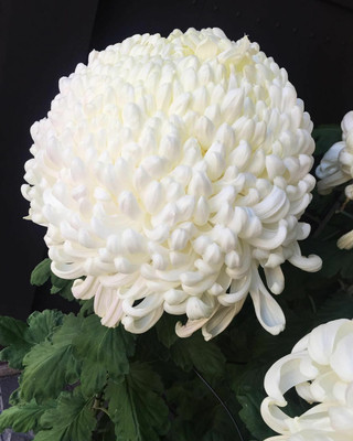 XOLDA Exotic chrysanthemum white Seed(48 per packet)