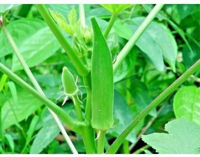 Quentova Emerald Okra Seeds, Heirloom Seeds-DXL-11C Seed(150 per packet)
