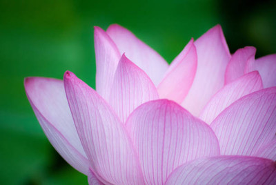 Upjau lotus,kamal gatta Seed(11 per packet)