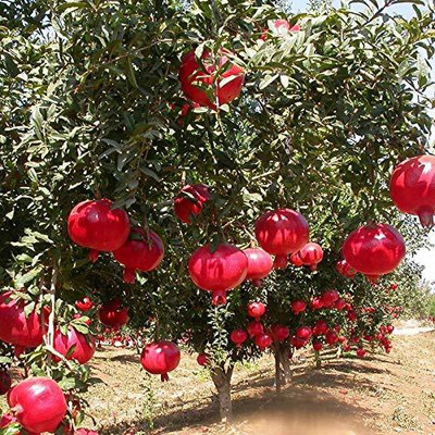 CYBEXIS XLR-91 - Pomegranate Tree - Punica Granatum - (270 Seeds) Seed(270 per packet)
