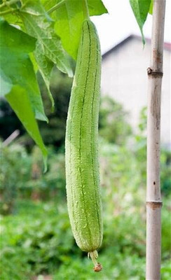 Qualtivate PUAS-4A Sponge Gourd F1 Hybrid Seeds Seed(50 per packet)