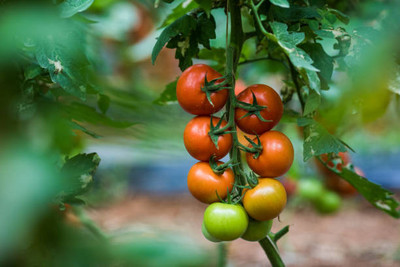 SAKRISH tomato Seed(150 per packet)