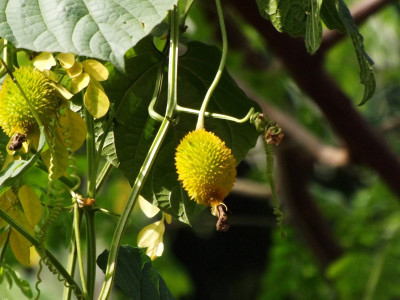 ibains Kakadi seeds Seed(14 per packet)