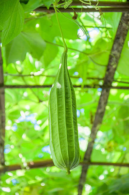 XOLDAA FI QUALITY RIDGE GOURD Seed(20 per packet)
