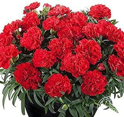 Aro Dianthus Seed(73 per packet)