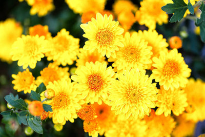 ALOCHUZ marigold/gende ka phool flower seeds Seed(50 per packet)