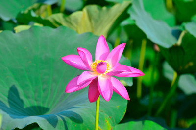 STOY lotus,kamal gatta Seed(11 per packet)