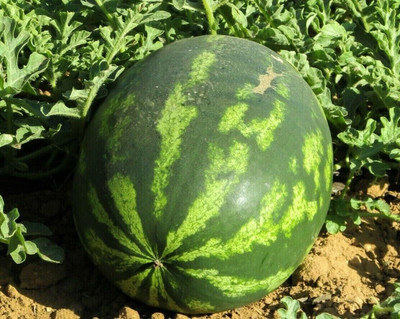Biosnyg High Yield Crimson Sweet Giant Watermelon Fruit Seeds For Gardening-(50 Seeds) Seed(50 per packet)